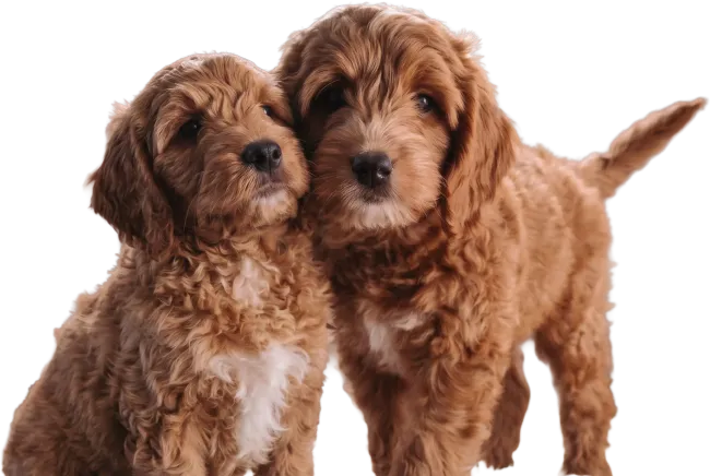 Szczenięta Goldendoodle