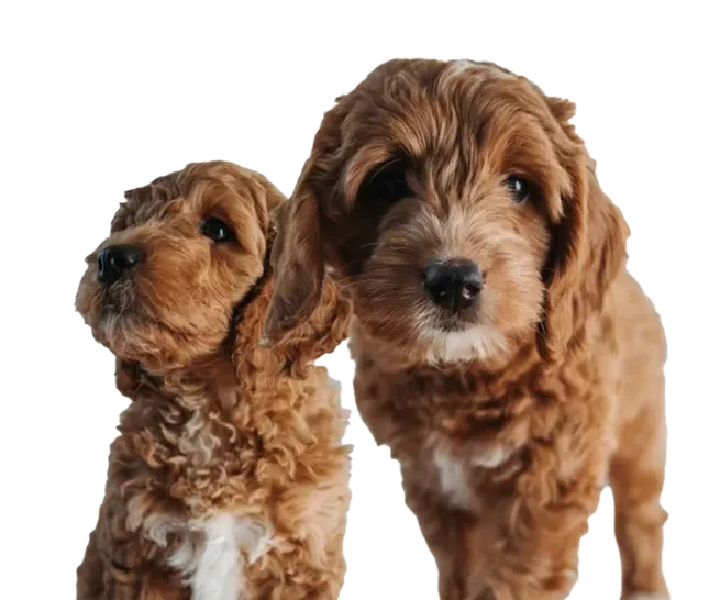 Hodowca Goldendoodle